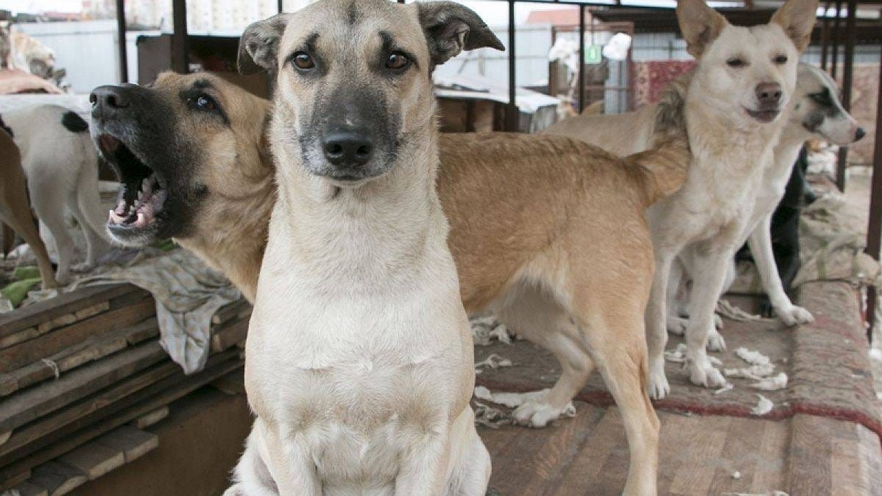 Главная картинка новости: В Новороссийске может появиться приют для бездомных животных