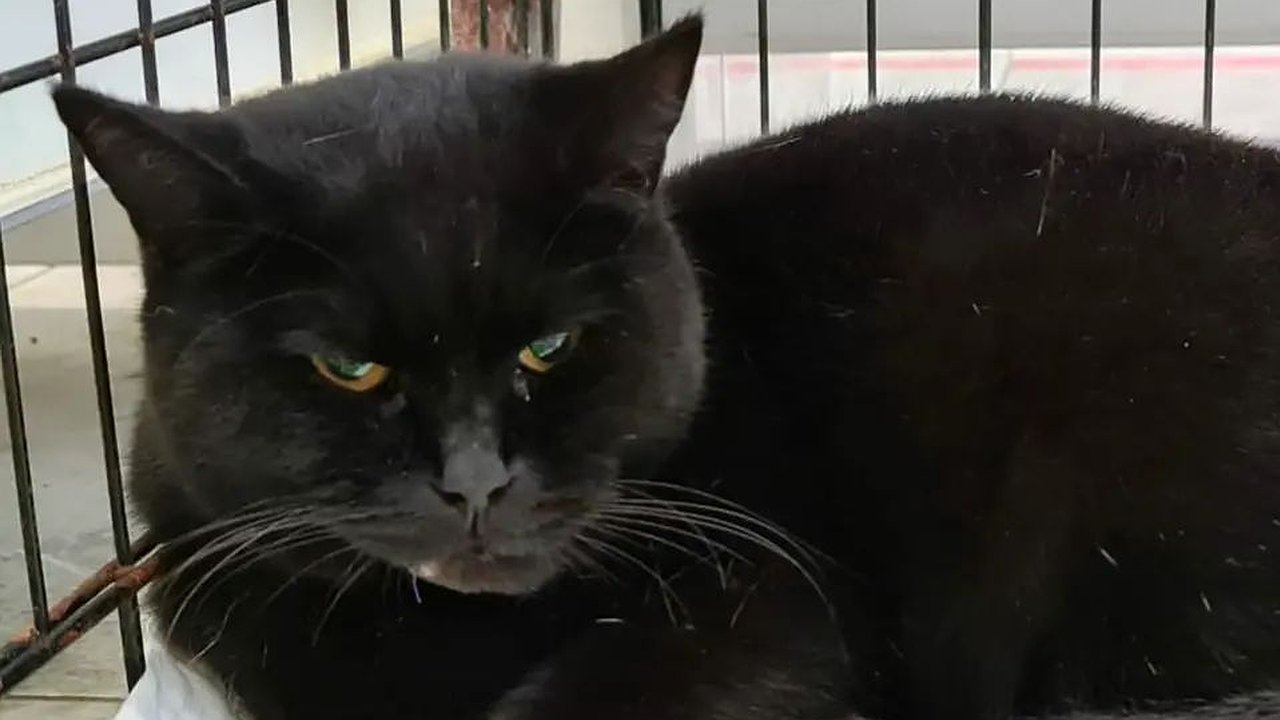 Главная картинка новости: Контузия и вывих челюсти: в Новороссийске ребенок избил бездомную кошку