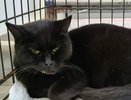 Контузия и вывих челюсти: в Новороссийске ребенок избил бездомную кошку
