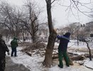 В Новороссийске убрали 177 упавших деревьев во время норд-оста