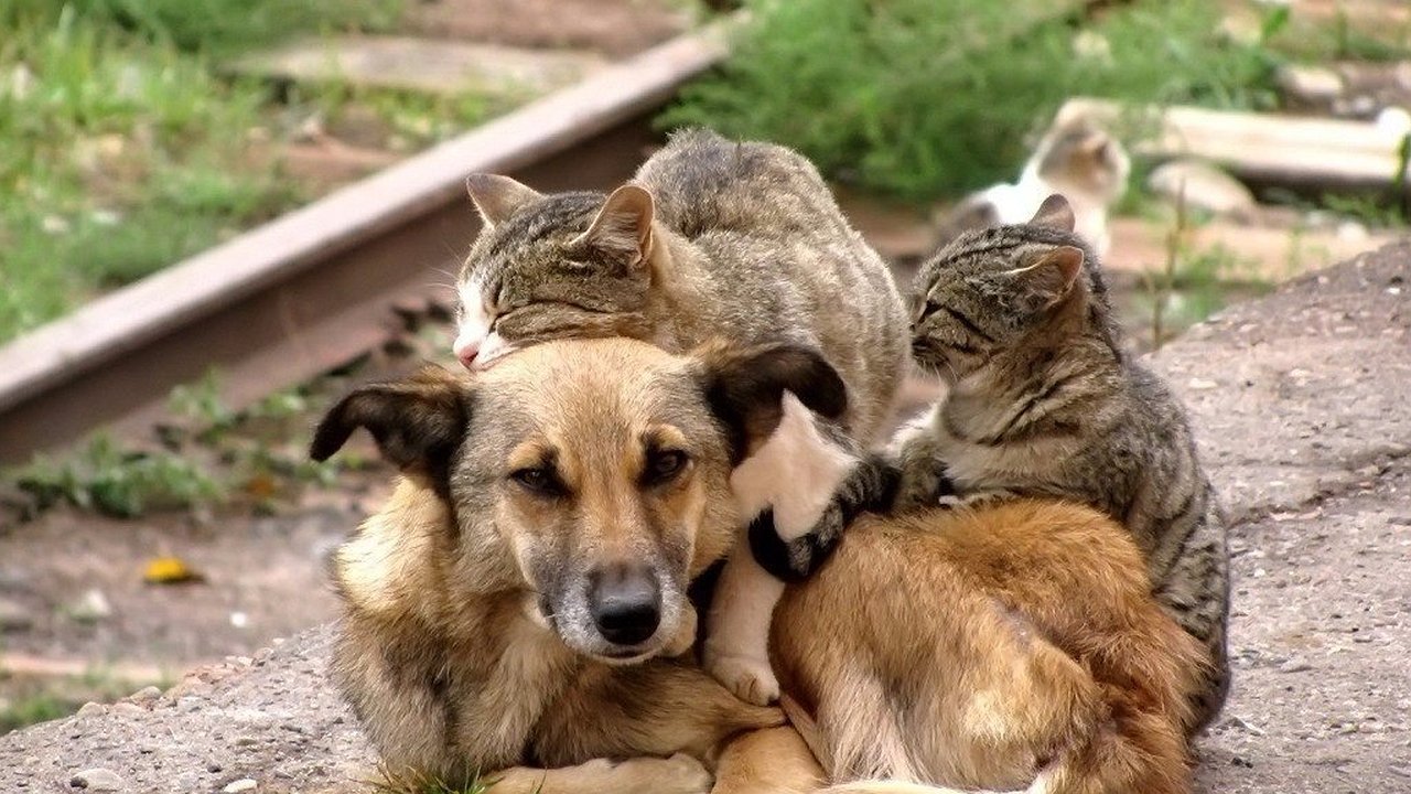 Главная картинка новости: 200 «хвостиков» ищут дом. В субботу в Новороссийске пройдет выставка бездомных животных