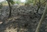 Миниатюра новости: На выходных произошло возгорание в Дендропарке Новороссийска