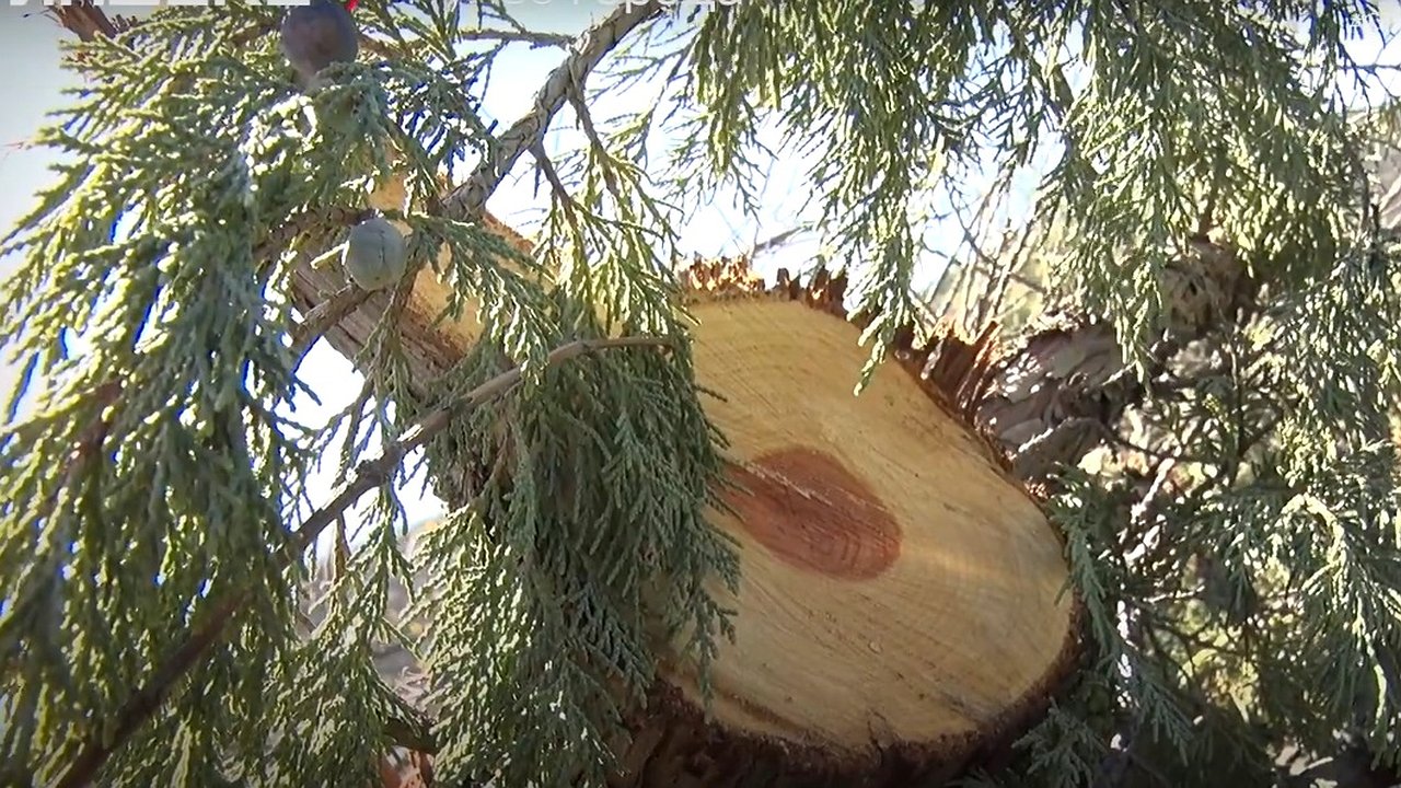 Главная картинка новости: В Новороссийске вырубили 46 можжевельников