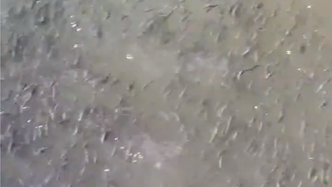 Главная картинка новости: Огромный косяк рыб облюбовал канализационный слив на набережной Новороссийска. Видео