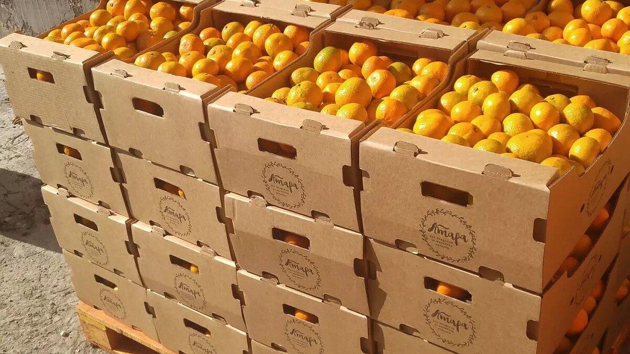 Главная картинка новости: В Новороссийск из Турции привезли 218 тонн мандарин с личинками мух