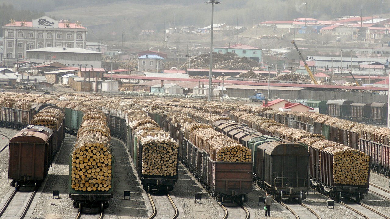 Главная картинка новости: Россиянин, украинец и китаец организовали ОПГ и незаконно вывозили лес через Новороссийск