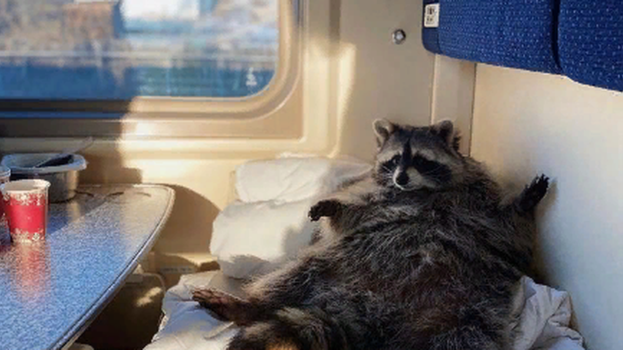 Главная картинка новости: Звезда соцсетей енот Тема встретится с новороссийскими фанатами