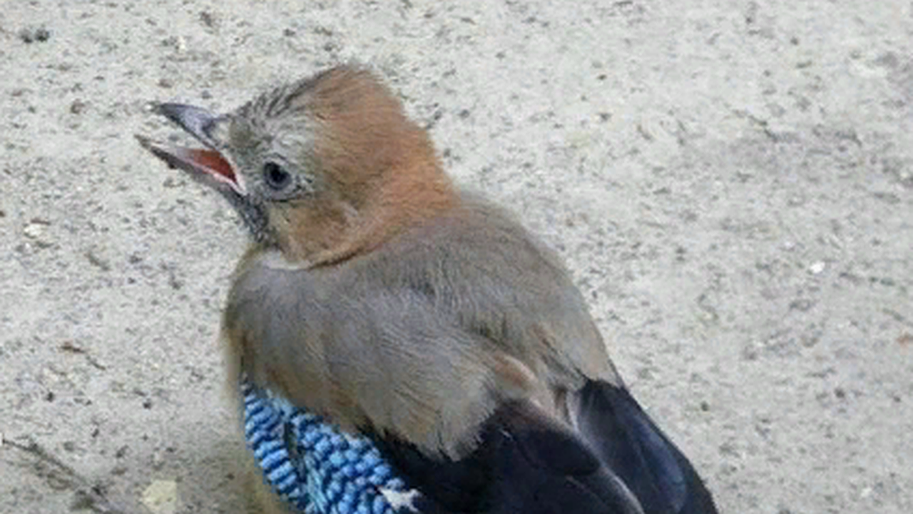 Главная картинка новости: Что делать, если вы увидели слетка? Советы как не навредить птицам