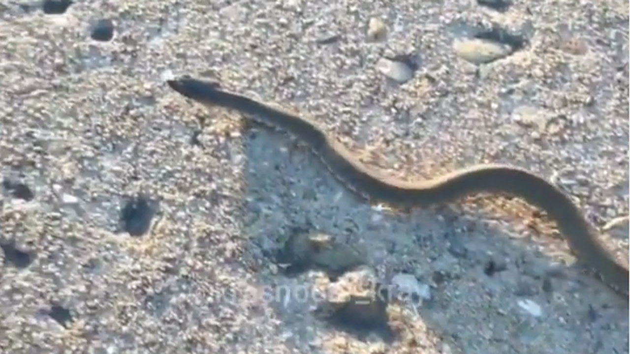 Главная картинка новости: Змея напугала отдыхающих на «Малой Земле» в Новороссийске