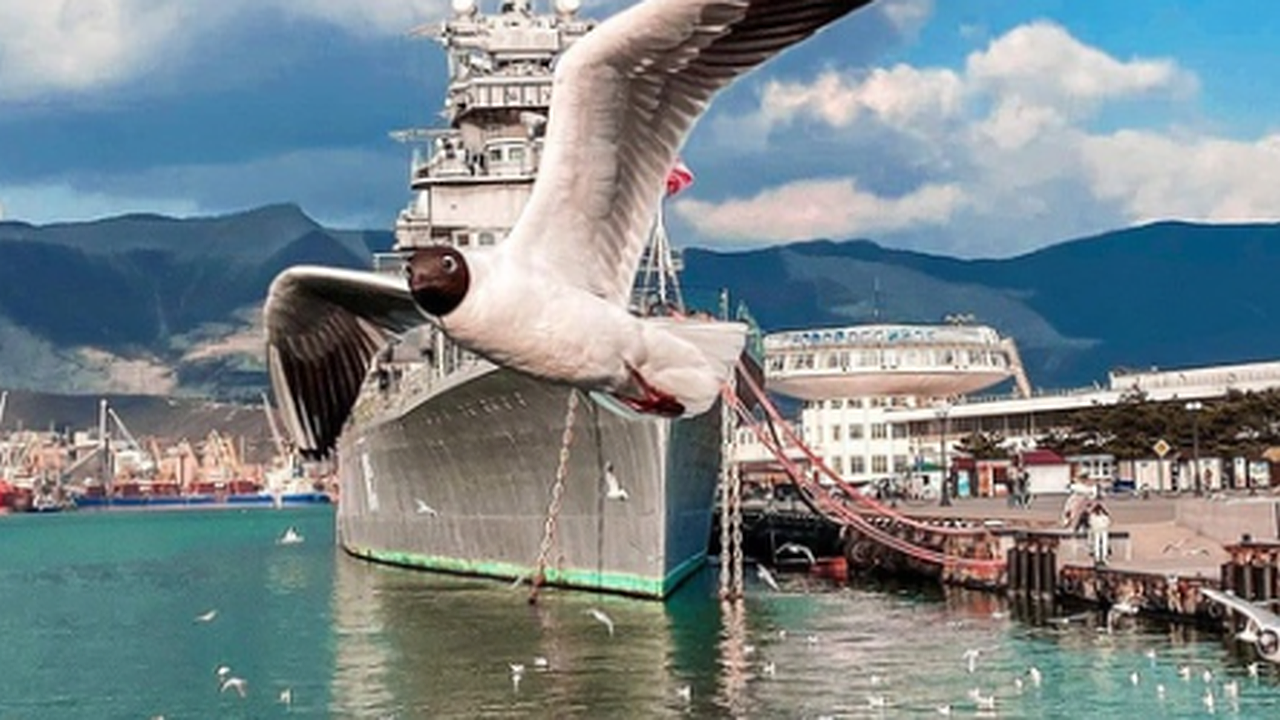 Главная картинка новости: 1 апреля – День птиц. Пернатые «звезды» из Новороссийска, которые не оставили горожан равнодушными