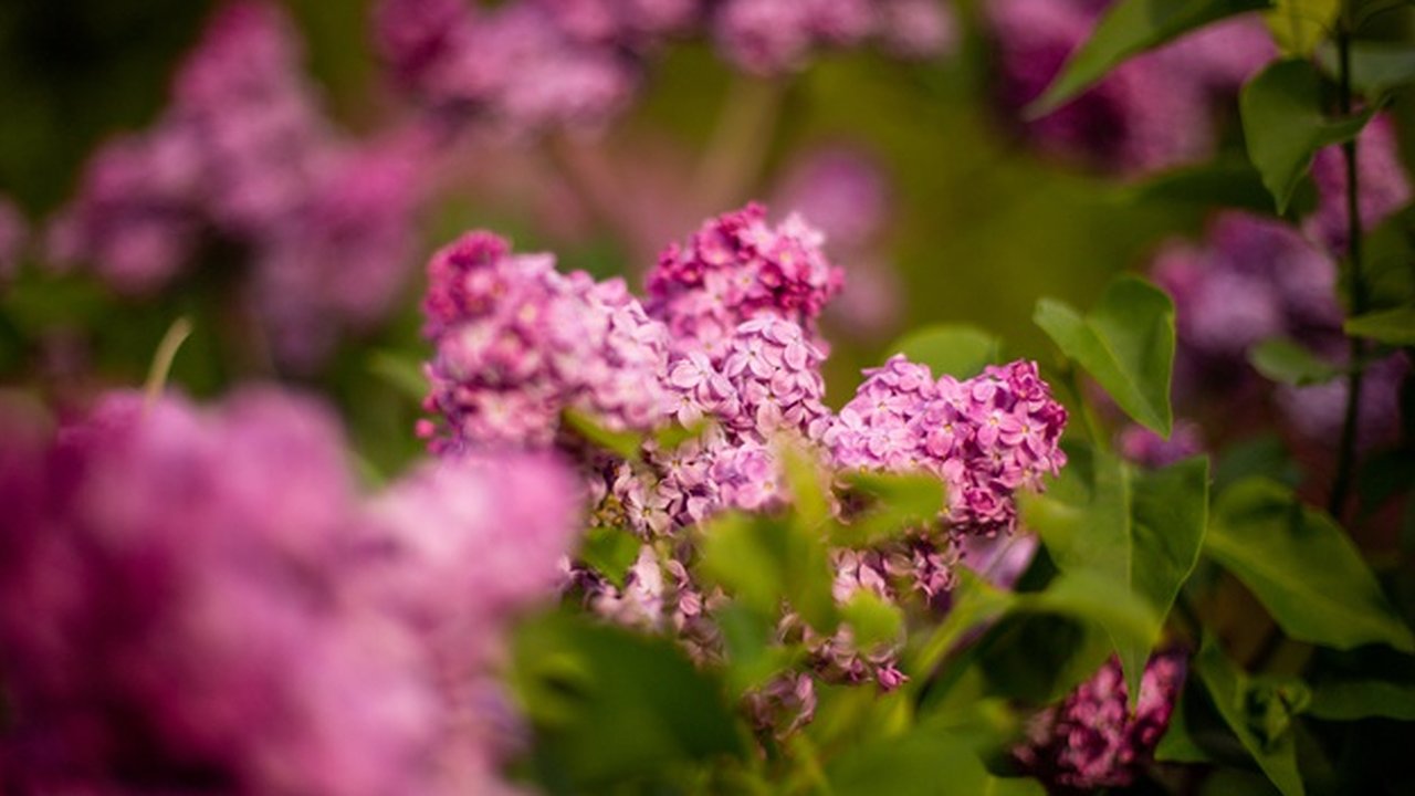 Главная картинка новости: В пригороде Новороссийска высадят 80 кустов сирени