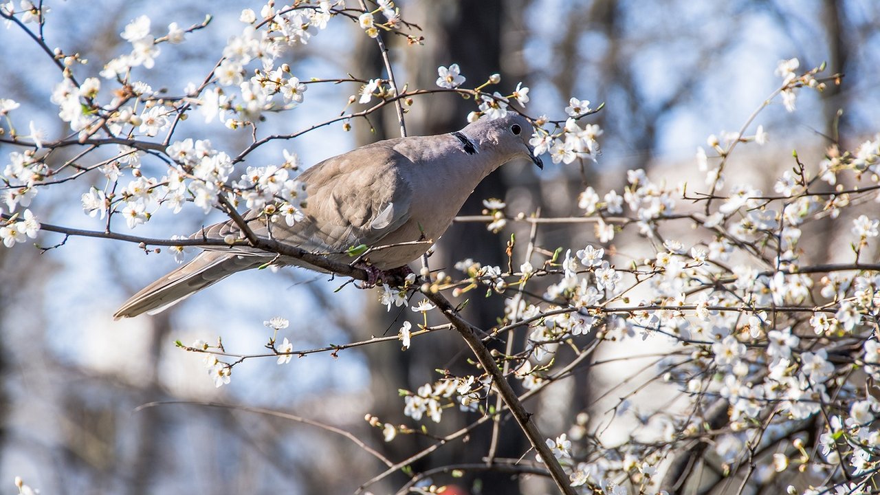 Главная картинка новости: Какую погоду ожидать новороссийцам на 8 марта?