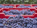 В порт Новороссийска не пропустили 21 тонну винограда