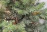 Миниатюра новости: В Новороссийске змея притворилась елочной игрушкой. Видео