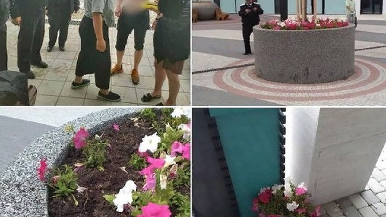 Главная картинка новости: Новороссиец украл цветы с городской клумбы