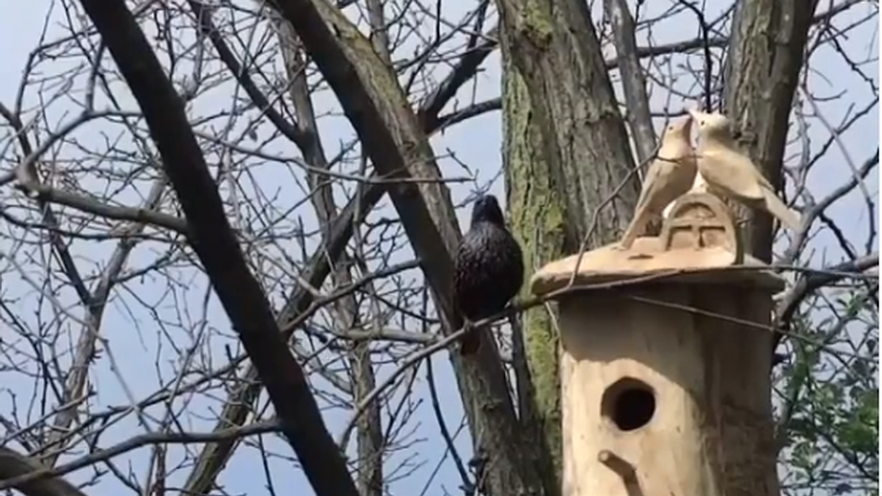 Главная картинка новости: В Новороссийске скворцы праздную новоселье в Пионерской роще, а голосование за детский сад продолжается