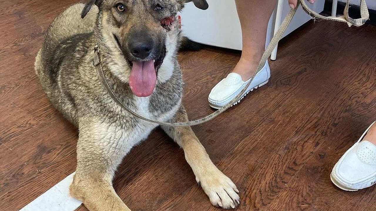 Главная картинка новости: В Новороссийске на живодера завели уголовное дело