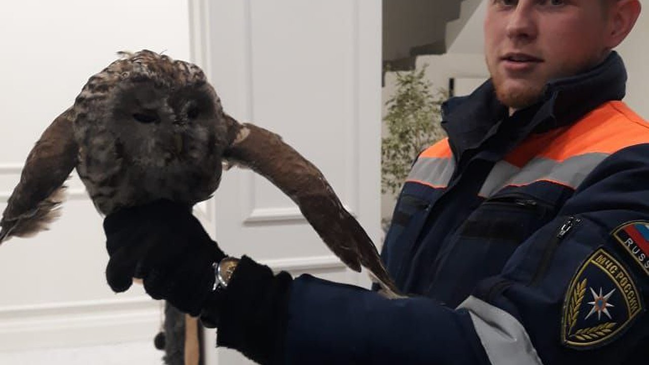 Главная картинка новости: К новороссийцам в дом залетела сова: ее ловили спасатели