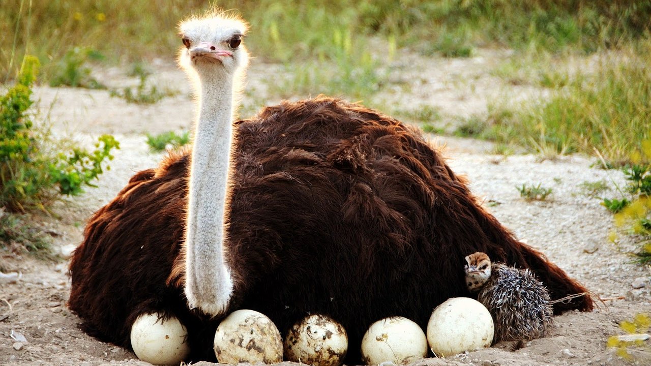 Главная картинка новости: Со страусиной фермы Новороссийска хотят экспортировать мясо и яйца