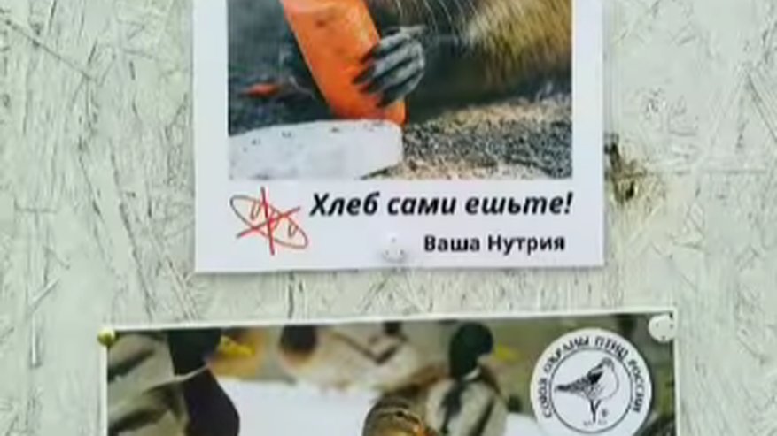 Главная картинка новости: Чем кормить птиц и нутрию: активисты Новороссийска повесили таблички на пляжах