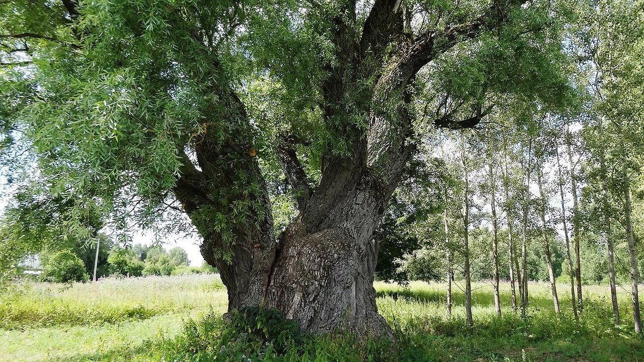 Главная картинка новости: А не пора ли вернуть Новороссийску тополя?