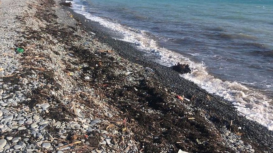Главная картинка новости: Пляжи Новороссийска занесло ветками, водорослями и мусором