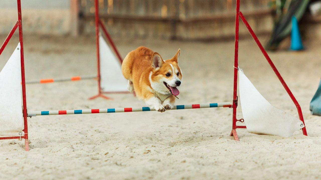 Главная картинка новости: Под Новороссийском появятся 5 площадок для выгула собак