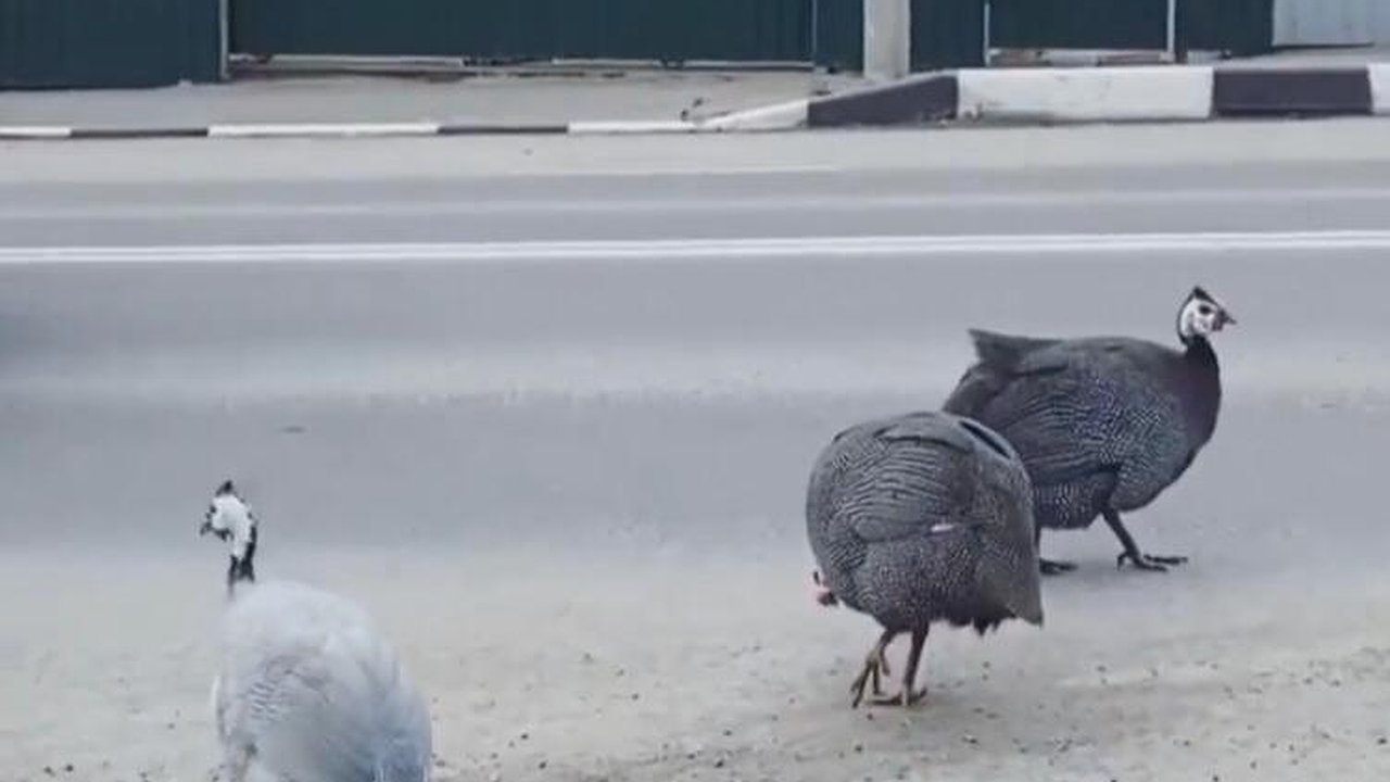 Главная картинка новости: Побег из курятника. По дорогам Новороссийска прогуливались цесарки и не хотели уходить. Видео