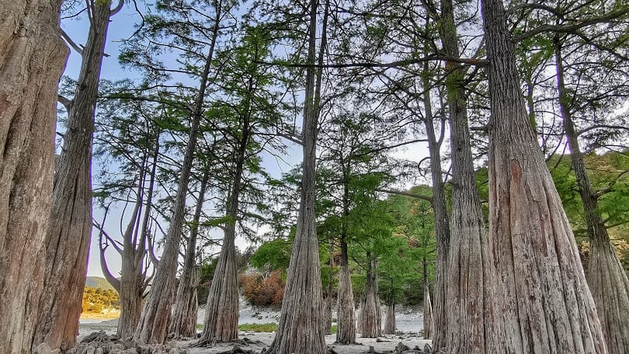 Главная картинка новости: В Кипарисовом озере воде быть!