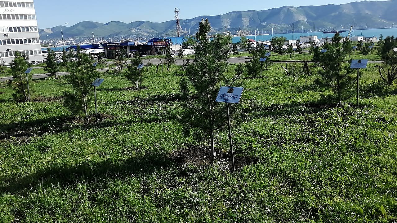 Главная картинка новости: Кедры на «Малой Земле» прижились и радуют глаз новороссийцев