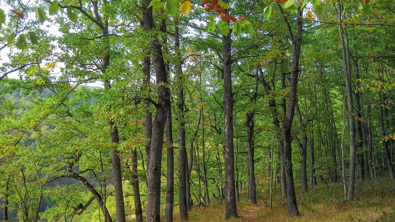 Главная картинка новости: Из-за вырубки деревьев в природном заказнике под Новороссийском возбуждено уголовное дело