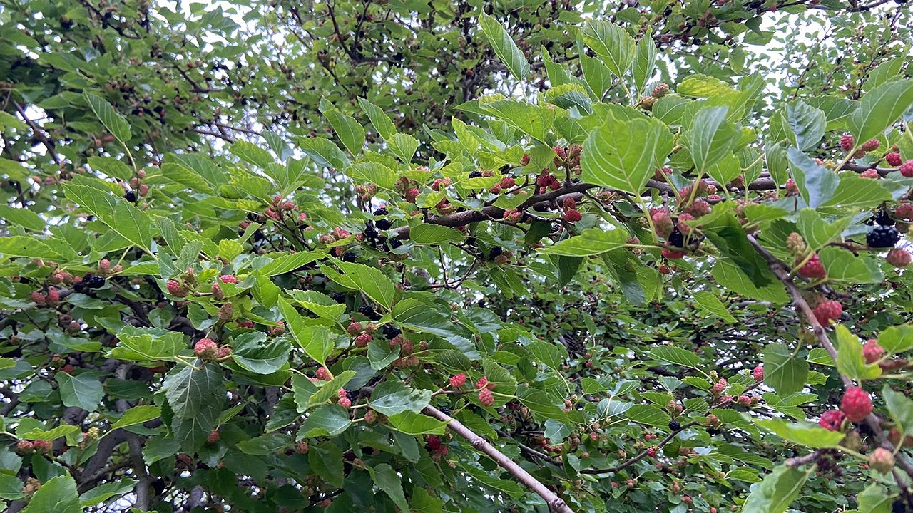 Главная картинка новости: На улицах Новороссийска поспела шелковица