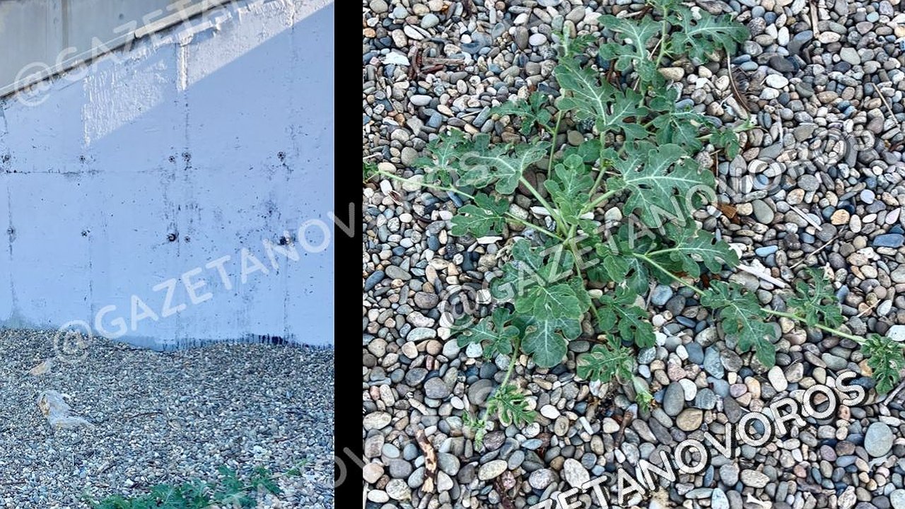 Главная картинка новости: На пляже Новороссийска появился росток арбуза