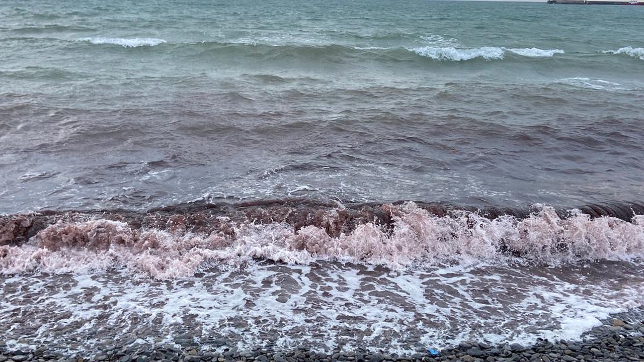 Главная картинка новости: У берегов Новороссийска Черное море окрасилось в кровавый цвет. Видео