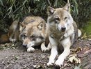 Сатанинский обряд или санитарный отстрел? На поляне под Горячим Ключом обнаружили более десятка мертвых туш