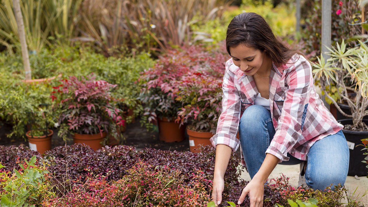 Главная картинка новости: В Новороссийске на посадку цветов выделят 10,4 миллионов