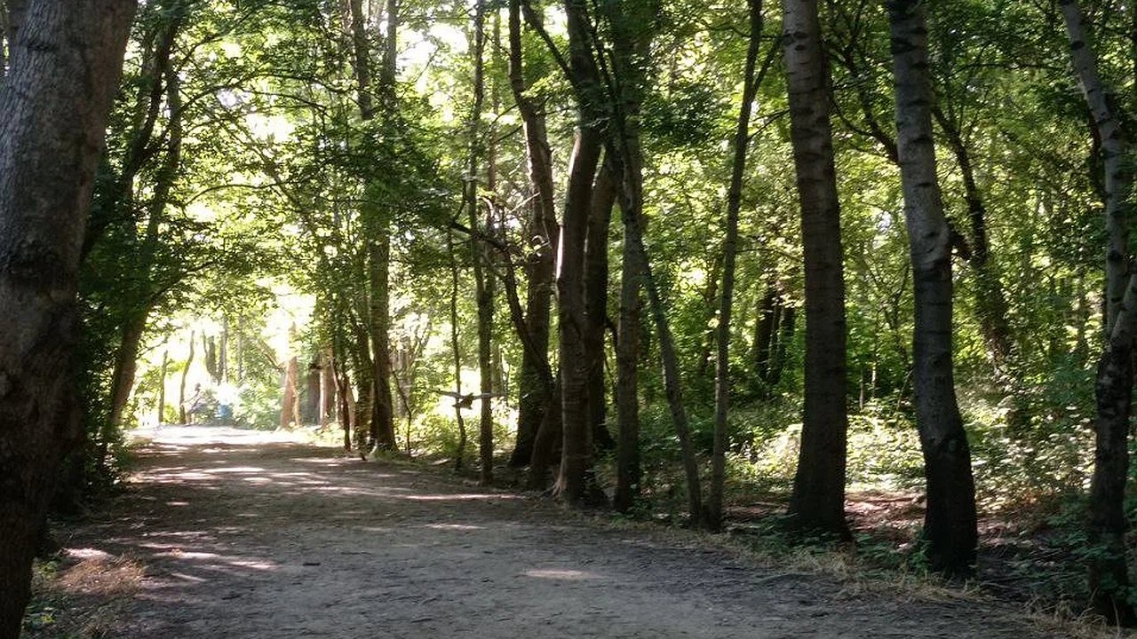 Главная картинка новости: Акция «Обними дерево» и субботник: новороссийцев приглашают отпраздновать День леса