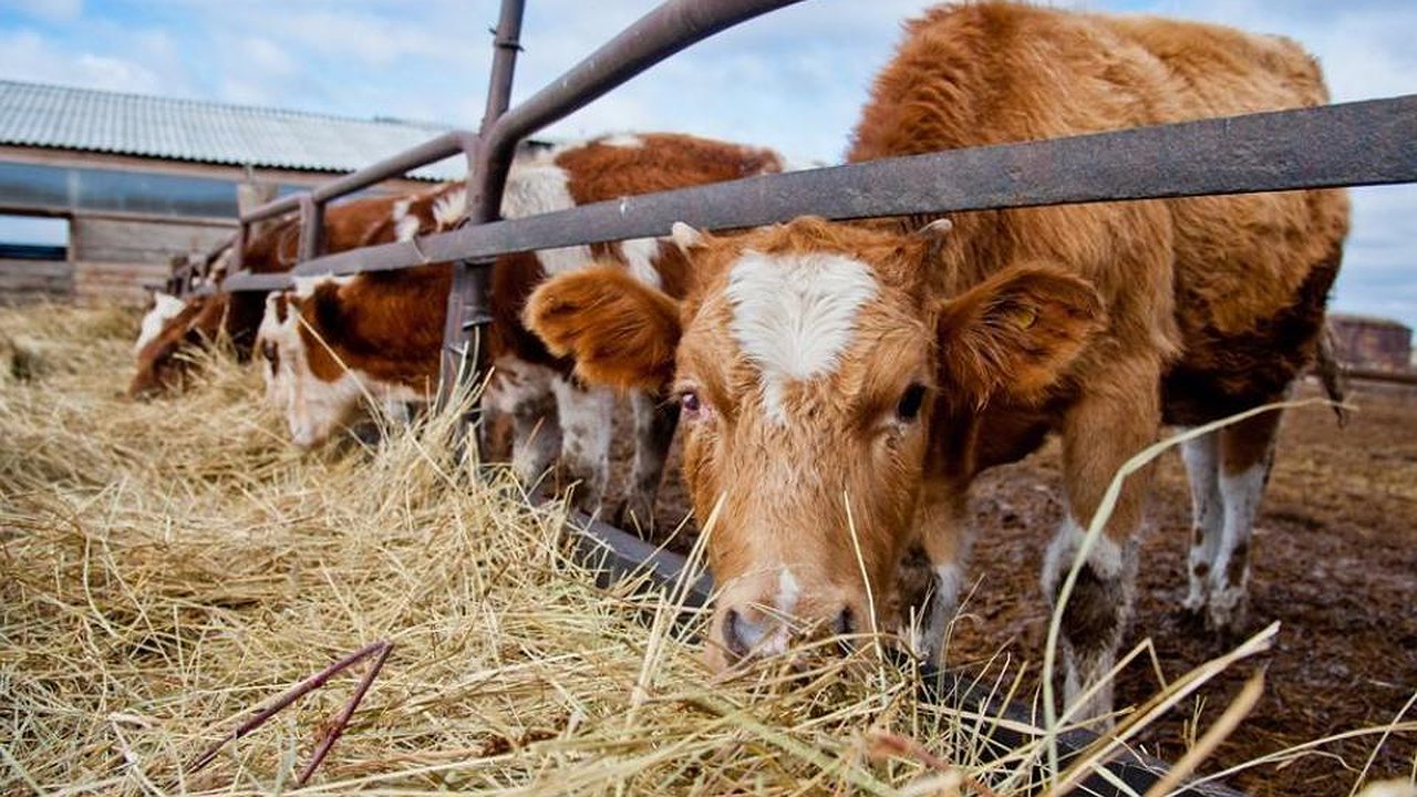 Главная картинка новости: Новороссийск затронет первая сельскохозяйственная микроперепись-2021