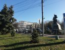 В парковой аллее Новороссийска высадили елки