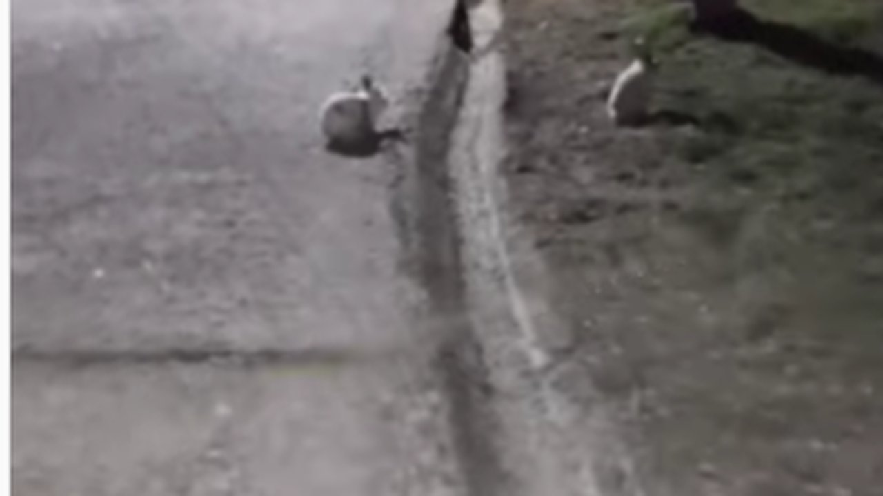 Главная картинка новости: По вечерам по улице Октябрьской в Новороссийске скачут кролики