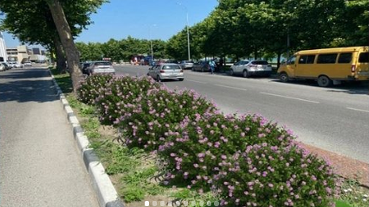 Главная картинка новости: Живая изгородь и "Кольцо" с хризантемами. На улицах Новороссийска появится 53 новых цветника