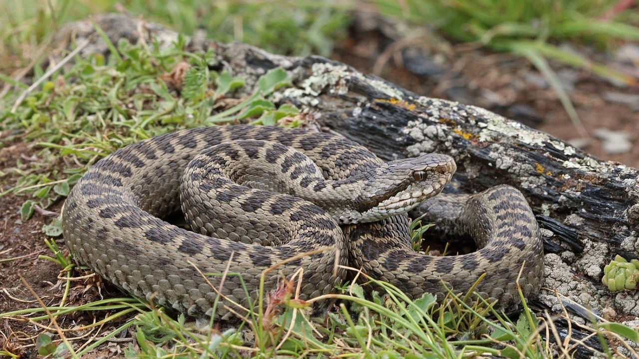 Главная картинка новости: Каких змей могут встретить новороссийцы и что делать при укусе?