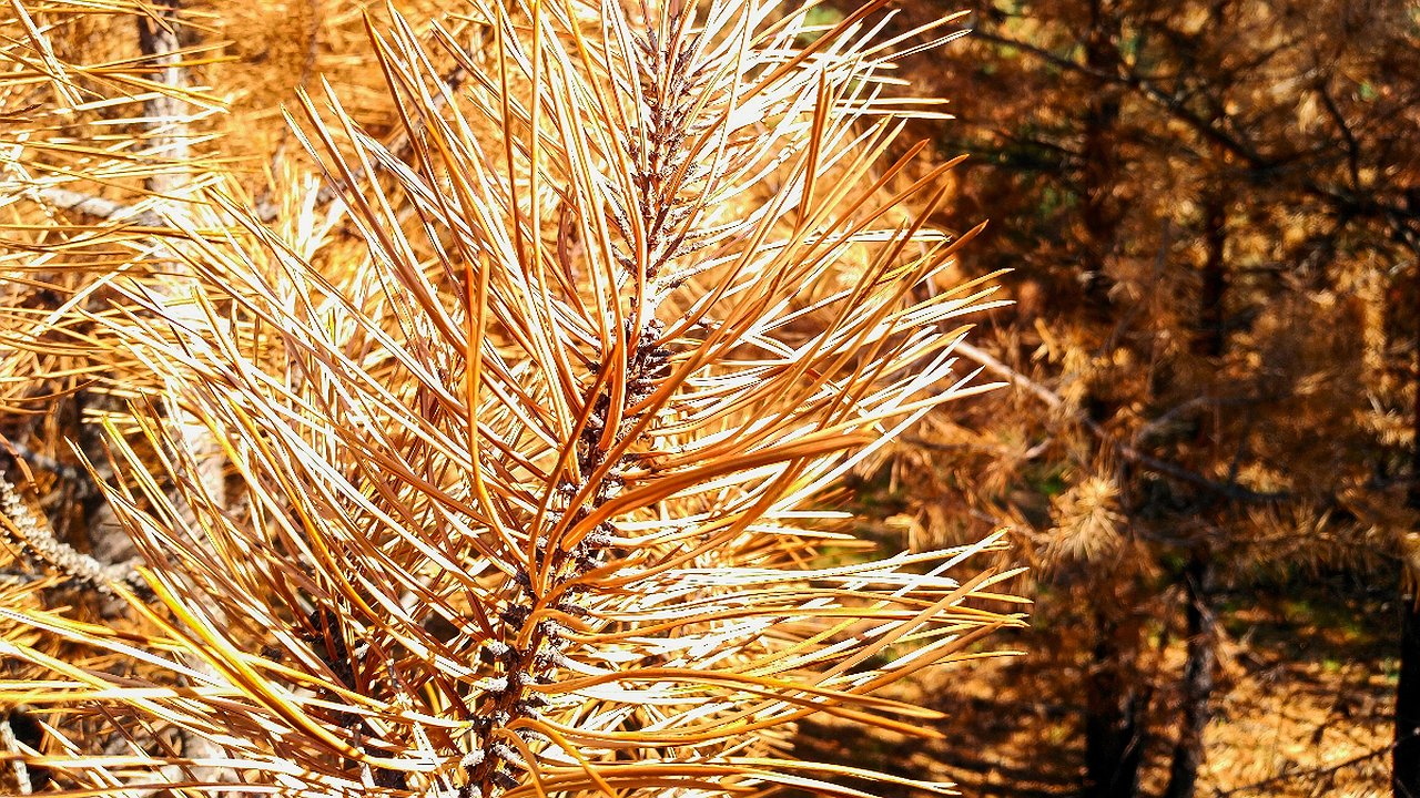 Главная картинка новости: Желтые сосны в Абрау-Дюрсо. В чем причина, ответил эколог из Новороссийска