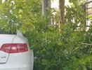 В Новороссийске неизвестные лица обрезали ветки деревьев прямо на припаркованные машины