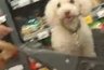 Жительницу Новороссийска возмутило нахождение собаки в магазинной тележке