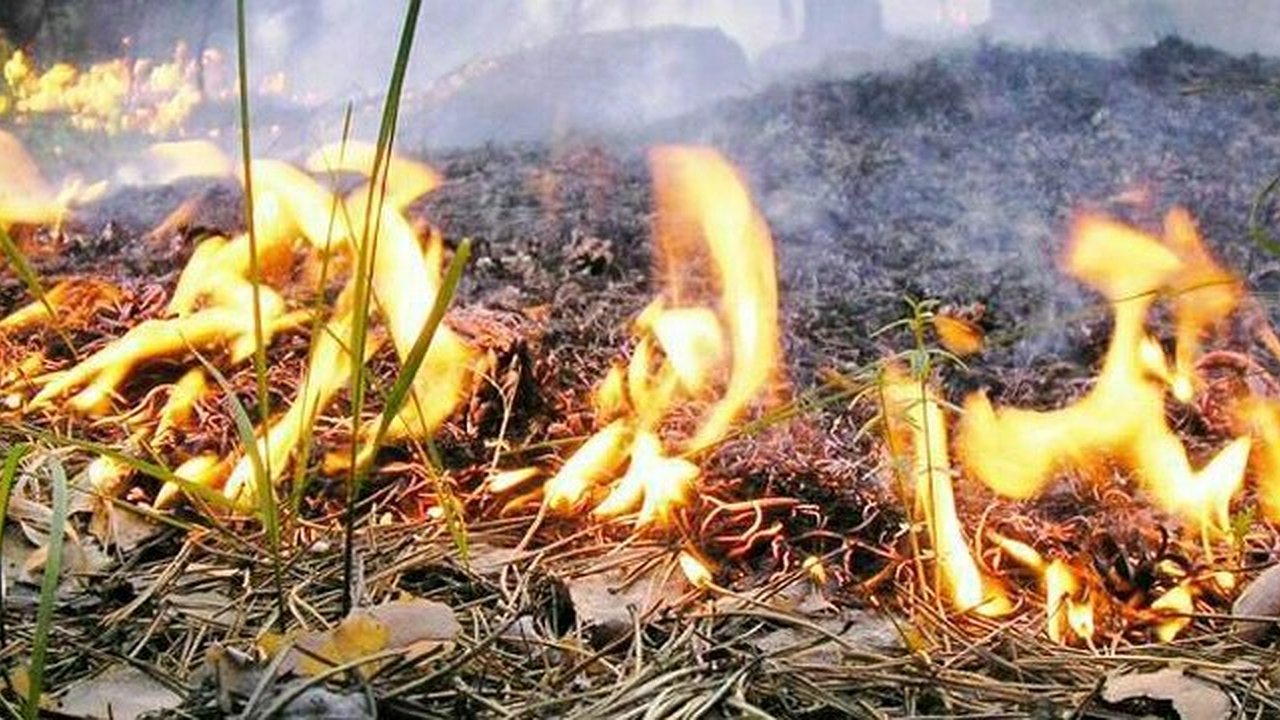 Главная картинка новости: В выходные под Геленджиком произошло возгорание леса на площади 0,5 га