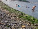 Пляж «Нептун» в Новороссийске усеян гниющими водорослями