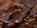 Биолог рассказал как быстро избавиться от муравьев