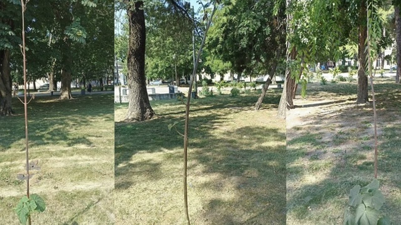 Главная картинка новости: Молодые деревья на грани гибели из-за отсутствия полива