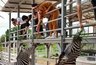 В Геленджике открылся контактный зоопарк, который до 1 августа будет бесплатным